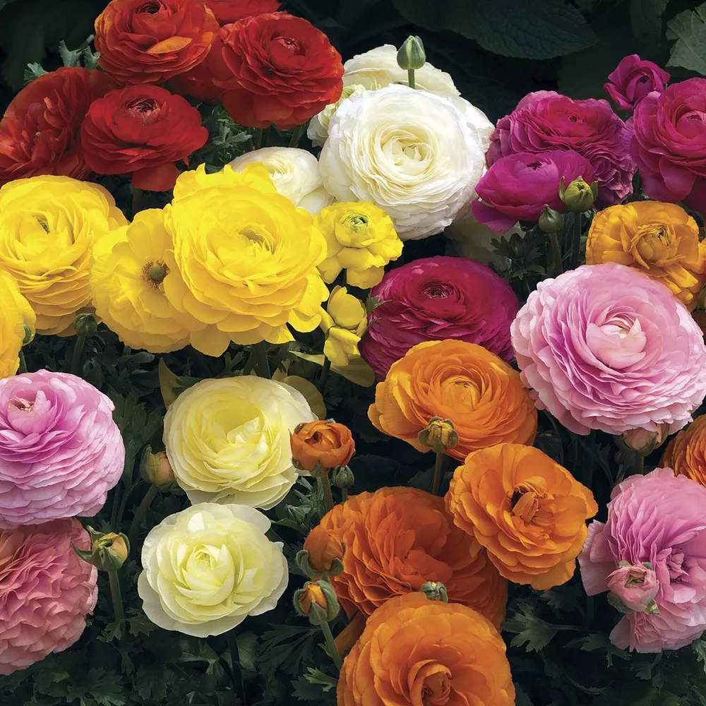 Ranunculus Seeds Mache Mix 25 Pelleted Seeds SS - £15.26 GBP