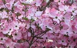 PINK DOGWOOD Tree  6-12" in a 2.5 "pot image 1