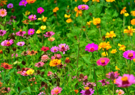 500 Pc Seeds Wildflower Mixed Flower Plant, Wildflower Seeds for Planting | RK - £14.87 GBP