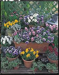 Pansy Nature Mix 250 seeds - £26.36 GBP