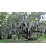 1 Gal. bag Fresh Live Spanish Moss from my trees in Florida - £17.72 GBP