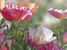Californian Poppy Mission Bells 250+ Seeds+Free Marigold. Full Pack+Garden Tag - £5.49 GBP