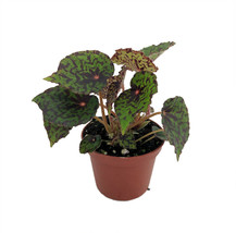 2.5&quot; Pot Mysterious Red Planet Begonia Plant Terrarium/Fairy Garden/HousePlant - £38.52 GBP