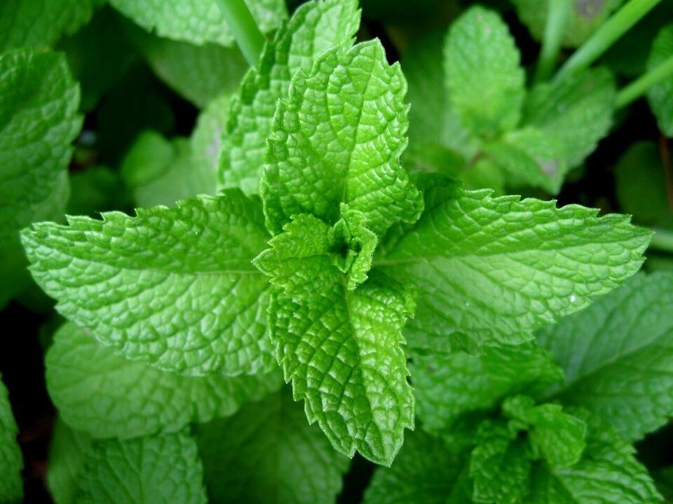 Primary image for 500 Seeds Peppermint Heirloom Non-Gmo