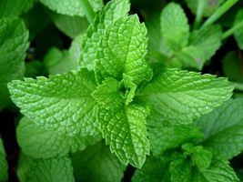 500 Seeds Peppermint Heirloom Non-Gmo - $10.00