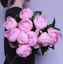 10 Seeds Chinese Peony Tree Seeds Light Pink Double Flowers Ball Type US... - $8.22