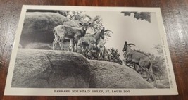 St Louis Zoo Missouri MO Postcard Barbary Mountain Sheep 1942 - £2.31 GBP