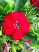 100 Red Cardinal Dianthus Caryophyllaceae Flower Seeds * - £4.40 GBP
