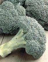 25 Seeds Broccoli Packman Vegetable Seeds - £20.89 GBP