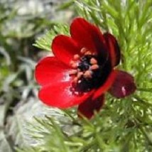 25 Red Pheasant Eye Adonis Perennial Flower Seeds Fresh Seeds Fast Shipping - $23.64