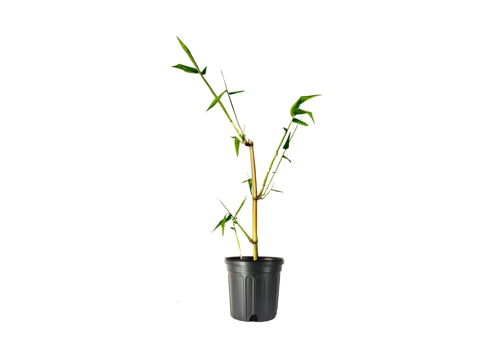 Golden Hawaiian Bamboo Live Plants Bambusa Vulgaris Vittata Clumping - £53.44 GBP