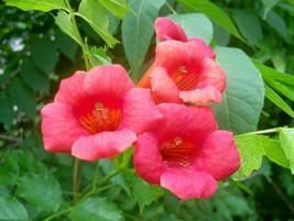 Sell Store 20 Seeds Orange Trumpet Vine From US - $8.87