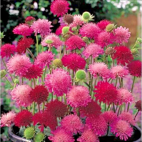 Knautia, Mixed Colors 100 Seeds - $18.64