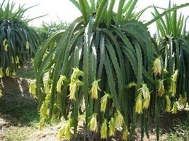 Live Plant Dragon Fruit &#39;edgar&#39;s Baby (Hylocereus Hybrid) - £23.90 GBP