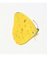 One real Yellow Phoebis Philea Butterfly, Brazil, UNMOUNTED, WINGS CLOSED - £4.72 GBP