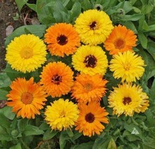 Calendula Pacific Beauty Mix    100  ,  From US - £6.27 GBP