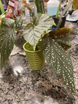 Angel Wing Begonia UNROOTED Starter Plant Stem Cutting - $13.99