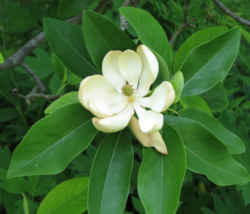 5 Pc Seeds Evergreen Sweetbay Magnolia Plant, Magnolia Seeds for Planting | RK - £15.07 GBP
