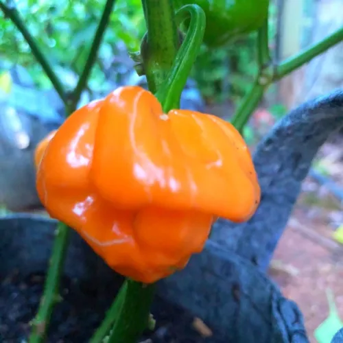 Fresh 20+ Orange Scotch Bonnet Pepper Seeds Hot Non-Gmo Heirloom Garden - £8.54 GBP