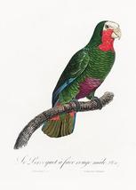 Cuban Amazon, Amazona Leucocephala - 1800&#39;s - Francois Levaillant - Bird... - $11.99
