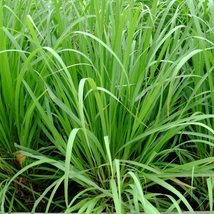 3 Lemongrass Stalks Cymbopogon Flexuosus, Caribbean Fever Grass, Live Plant  - £11.00 GBP