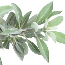 300 Salvia Apiana Seeds White Sage Sacred California Burning Sage USA SELLER - £7.40 GBP