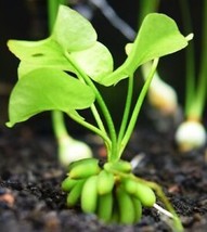 SEPTH Banana Plant 1 Bulb - Aymphoides Aquatica-Aquatic Live Plants Supe... - £8.84 GBP