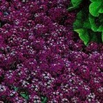 Maroon Sweet Fragrant Alyssum Flower Seeds / Perennial - £11.59 GBP