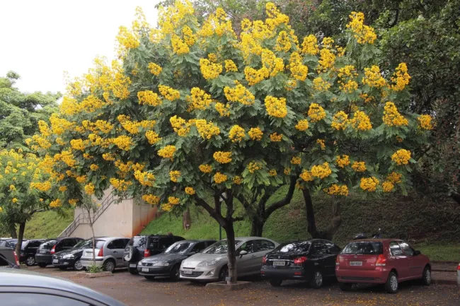 Cassia Spectabilis Golden Senna Yellow Flowers Seeds Fresh Garden - £7.97 GBP