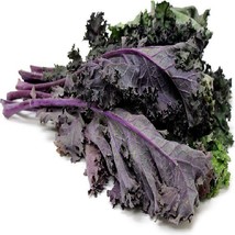 Kale Red Kale Seeds Fresh Seeds USA Seller - £8.68 GBP