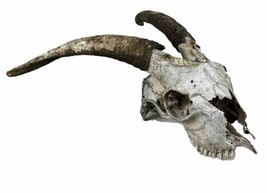 Exotic Goat Ram Skull - Longer Horns 9-10”  Taxidermy Mount Santeria Hun... - £65.06 GBP