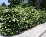 Glossy Privet {ligustrum lucidum} Prized Landscaping 10 Pre-Stratified s... - $3.63