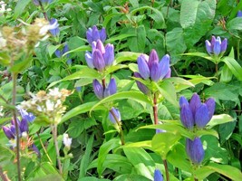 Semilir 300 Seeds Bottle Gentian Seeds Perennial Native Wildflower Shade Garden  - £6.55 GBP