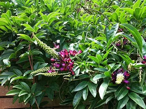 Seeds 5 Evergreen Wisteria Seeds Bright Pink Vine Climbing Flower Perennial Se G - £15.82 GBP