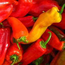 Organic Sweet Sunset Pepper New Fresh Seeds - £7.31 GBP