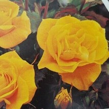 Item image 1 image 1