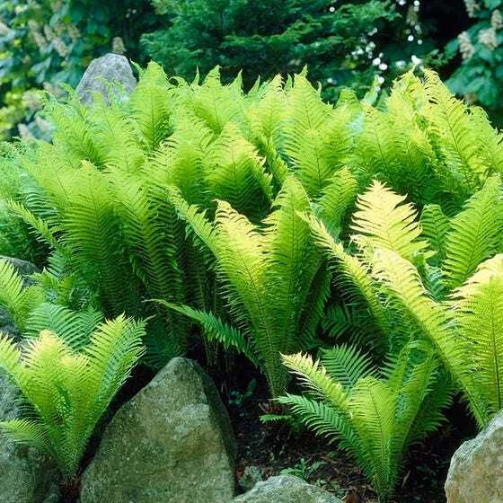 Exotic 3 Tennessee Ostrich Glade Fern Rhizomes/Root Systems Matteuccia s... - $64.21 CAD