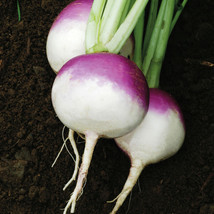 KKG 700 Purple Top White Globe Turnip Seeds Non Gmo Easy Grow - $13.92 CAD