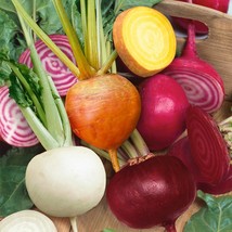 New Seeds 200 Beet blend Rainbow seeds #142 USA Seller - £5.16 GBP