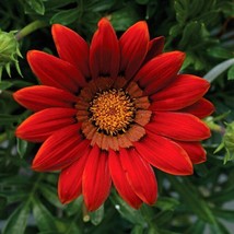 Gazania Seeds Big Kiss Red 50 Flower Seeds Fresh Seeds Gardening USA - £19.34 GBP