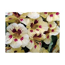 Premier Seeds Direct CI-LUIM-OHGW Nasturtium Ladybird Spot Seeds - Cream... - $9.60 CAD