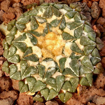 10 pcs ARIOCARPUS kotschoubeyanus v.albiflorus Rare cactus seeds FRESH SEEDS - £16.13 GBP