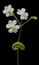 Cardiospermum Halicacabum Love In A Puff Balloon Vine Heartseed 10 Seeds USA Sel - $23.90