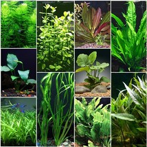 6x Random Plant Assorted Aquarium Live Plants Package - £44.85 GBP