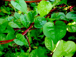 500 mg Malabar Spinach Red Stem Vegetable Seeds Vegetable Plant  - £10.97 GBP