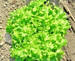 800 Seeds Green Ice - Loose Leaf Lettuce Seeds Fast Shipping - $8.99