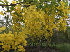Cassia Fistula Golden Shower Tree Golden Yellow Flowers Fresh Seeds - £14.89 GBP