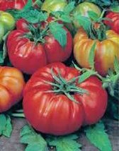 Tomato, Beefsteak, Heirloom, Organic 100 Seeds, Great Sliced Tomato, Delicious - £3.05 GBP