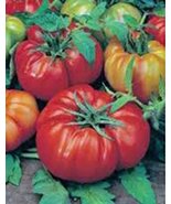 Tomato, Beefsteak, Heirloom, Organic 100 Seeds, Great Sliced Tomato, Del... - £3.10 GBP