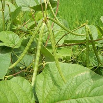 Grow Your Own Matki - Non-GMO Moth Bean Seeds, Choose Quantity 30/50/150, Ideal  - £4.31 GBP
